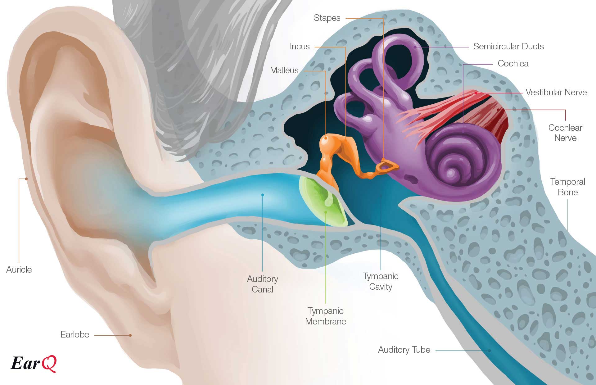 Middle Ear Infection Chart