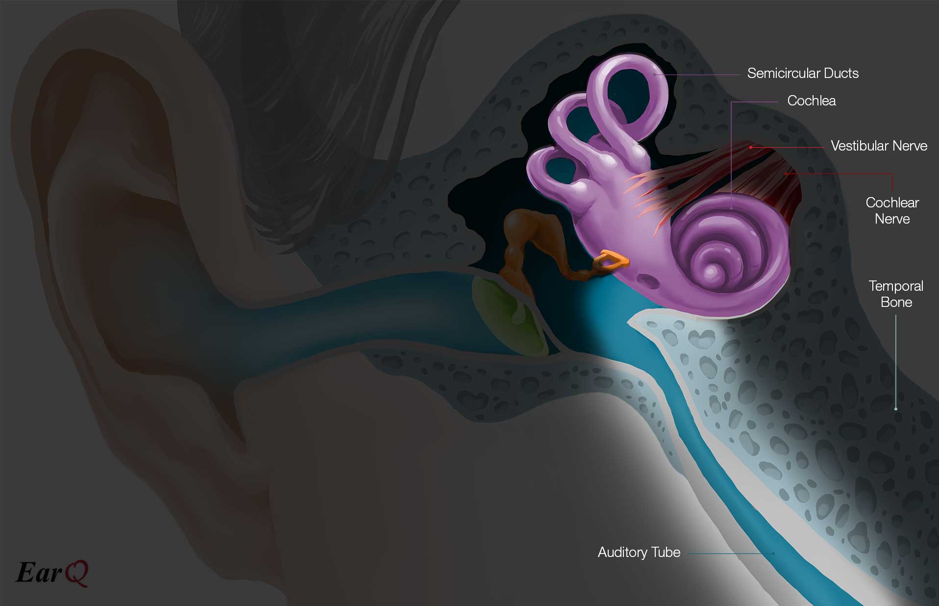 EarQ Inner Ear Anatomy