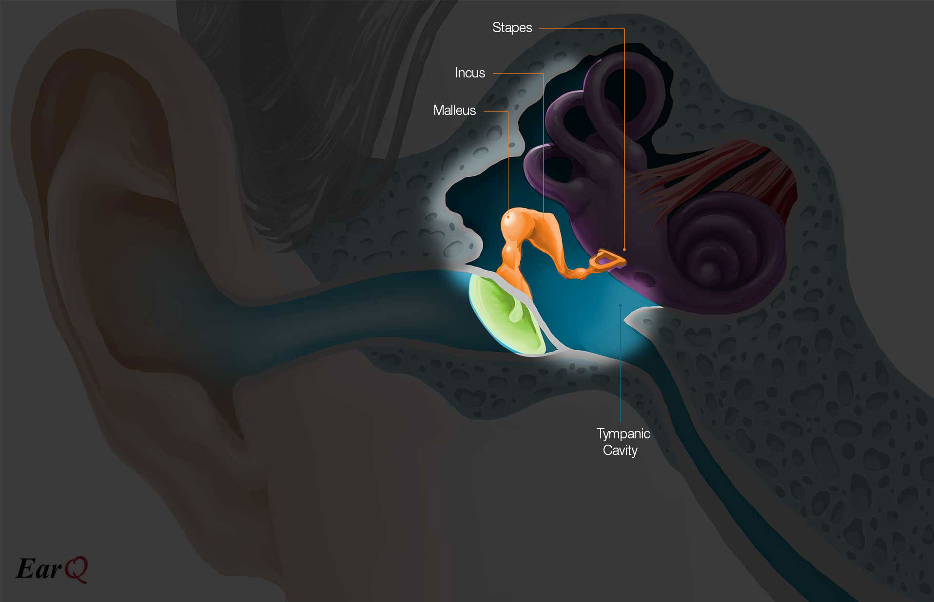EarQ Middle Ear Anatomy